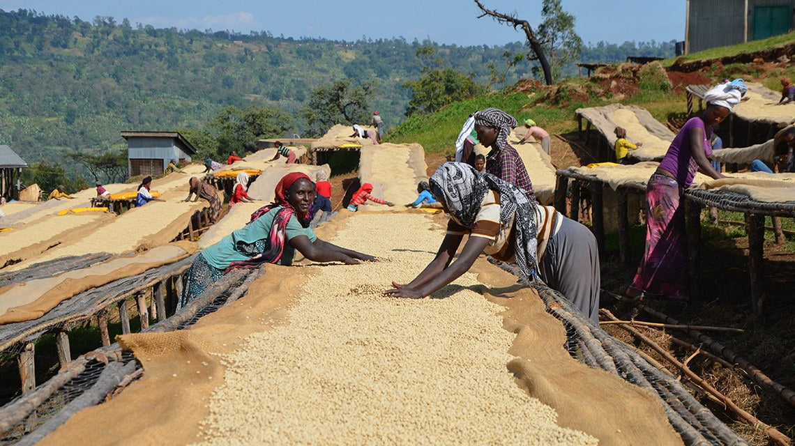 Workers spreading and turning coffee beans to dry on raised beds at a coffee farm in the Ethiopian hills